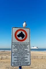 mouettes sur un panneau d'interdiction por tous les animaux