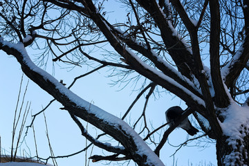 birch bare winter bird