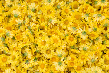 yellow Chrysanthemum flower for texture background