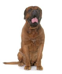 Obraz premium dogue de Bordeaux