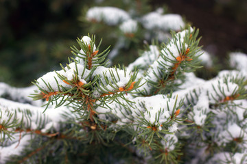 Naklejka na ściany i meble Spruce branch in snow