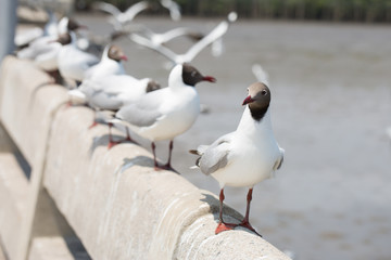 Seagull standing on a cement fence