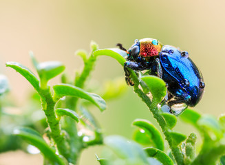 Blue beetle with drop water on green tree