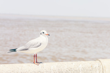 Seagull standing on a cement fence