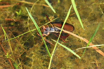 water beetle in natural lagoon