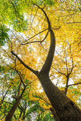 Fototapeta premium Ginkgo leaves in autumn color