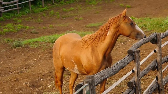 horse starts running and galloping inside a farm