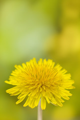 草原に咲くタンポポの花