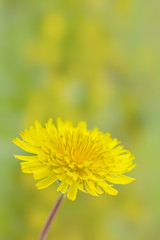 草原に咲くタンポポの花