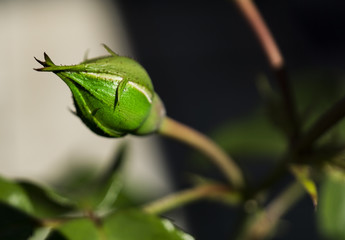 A New Life Begins