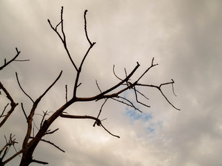 Fototapeta na wymiar Old trees and dark sky