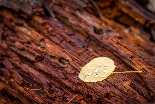 A single aspen leaf sits in the rain on a decaying red pine log