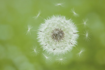 タンポポの綿毛