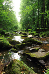 river in the green spring forest