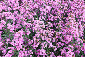 Background of Blossom Flowers