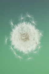 タンポポの綿毛