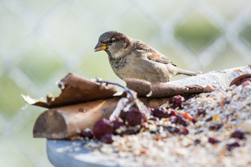 Spatz