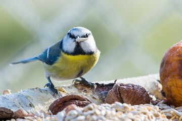 Blaumeise mit Futter