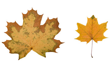 two yellow fallen maple leaf on a white background