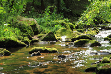 Naklejka na ściany i meble river in the green spring forest
