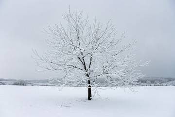 Fototapeta na wymiar Lonely tree in snowy landscape