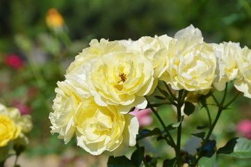 golden shower yellow rose blooming in garden