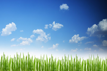Fresh spring green grass background with blue sky