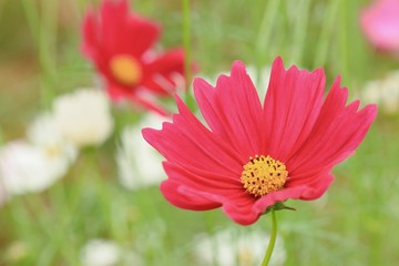Obraz premium Cosmos flowers