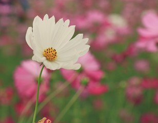 Cosmos flowers