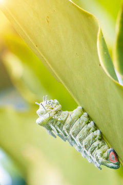 Giant caterpillar green worm eating green leaf with sunlight. At