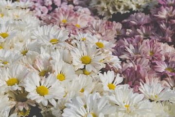 Fototapeta premium blooming flower in flowerbed in field