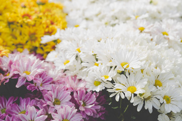 blooming flower in flowerbed in field