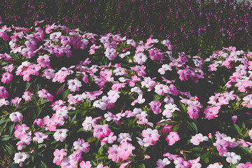 Obraz premium blooming flower in flowerbed in field