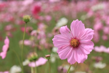 Obraz premium Cosmos flowers