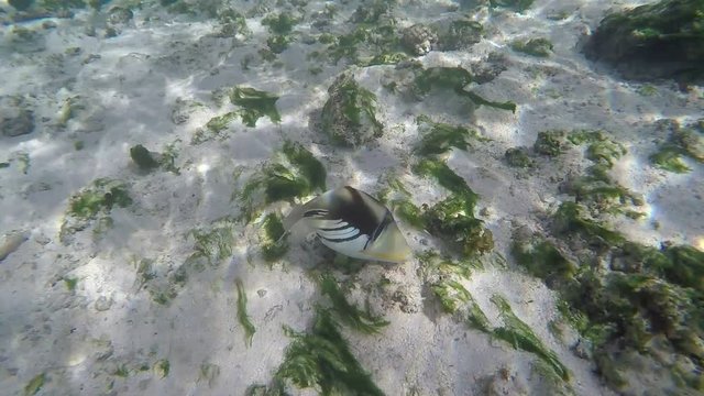 poisson Baliste Picaso