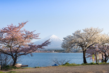 Mount Fuji and Cherry Blossom at lake Kawaguchiko
