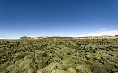 Iceland lava field covered with green moss