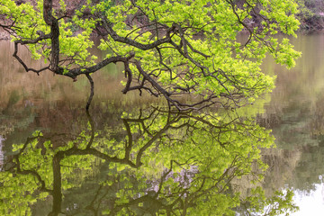 경산 반곡지의 봄