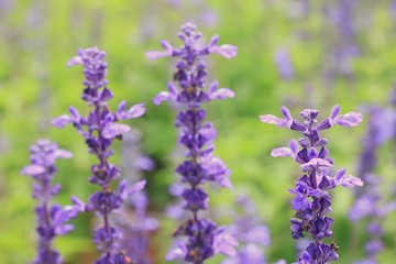 purple salvia