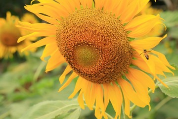 sunflower