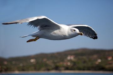 Closeup Of Beautiful Seagull Flying Blur Background