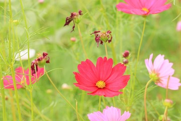 Cosmos flowers