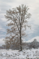 Lonely tree in winter landscape