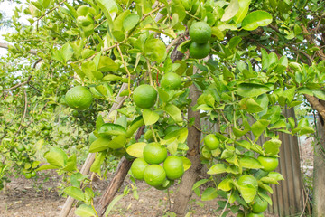 Lemons on tree