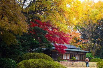 Autumn in Japan - obrazy, fototapety, plakaty