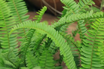 Fern