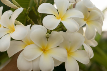 Fototapeta na wymiar fleurs de frangipaniers