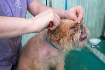 Woman groomer makes trimming Brussels Griffon gog