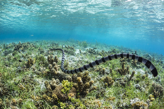 Banded sea krait (Laticauda colubrina) searching for food on Sebayur Island, Flores Sea, Indonesia