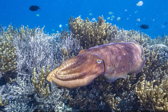 Adult broadclub cuttlefish (Sepia latimanus) on the reef at Sebayur Island, Flores Sea, Indonesia